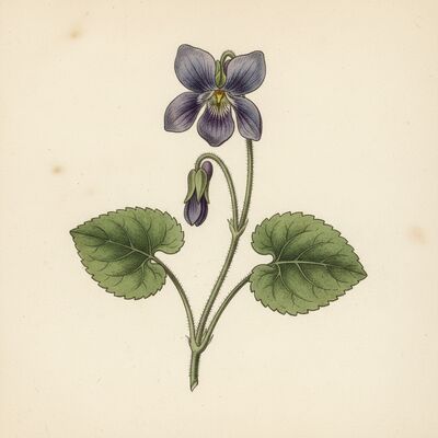 Violet botanical